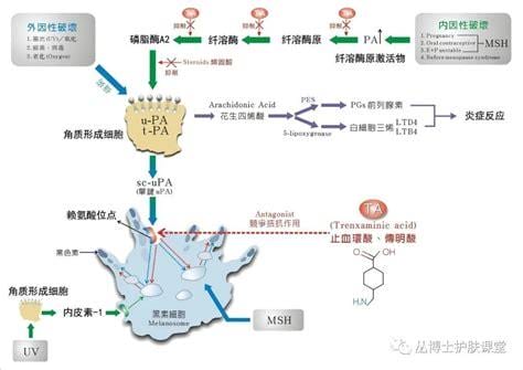 环丝氨酸的作用与功效