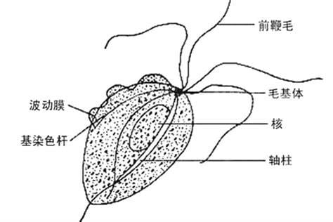 分泌物滴虫阴性是什么意思