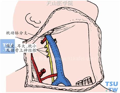 甲状腺癌肩胛骨和前锁骨疼