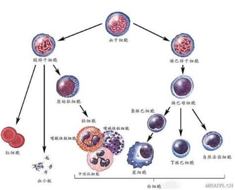 中性粒细胞低,淋巴细胞高是什么意思