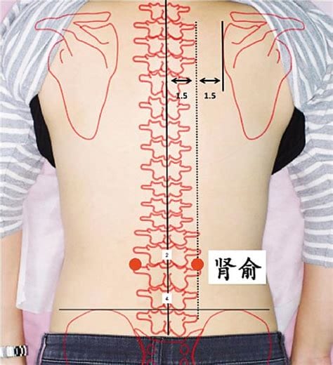 腰和肾的位置图,腰痛按摩什么位置图,腰疼按摩哪个部位最快