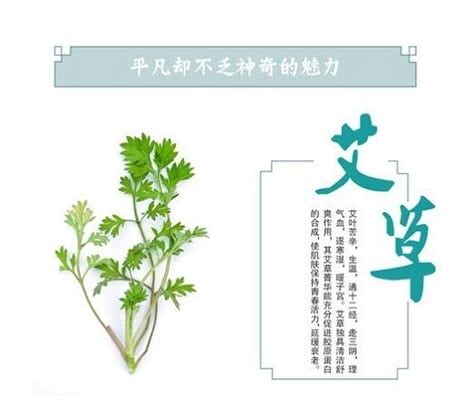 艾草沉香的功效与作用,艾草香的功