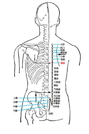 膈肌的位置图,膈俞的准确位置图