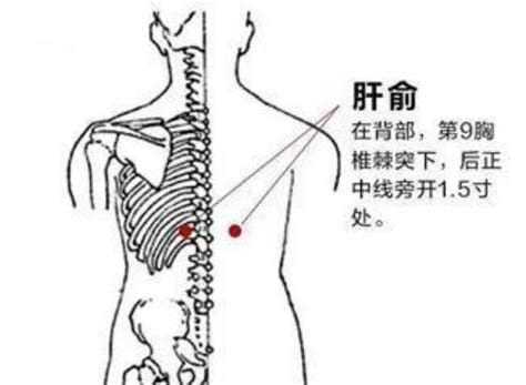 肝俞穴的简易找法