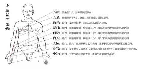 心包经的准确位置图和作用,按摩心