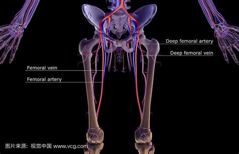 股动脉位置图片真人,廉泉的准确位