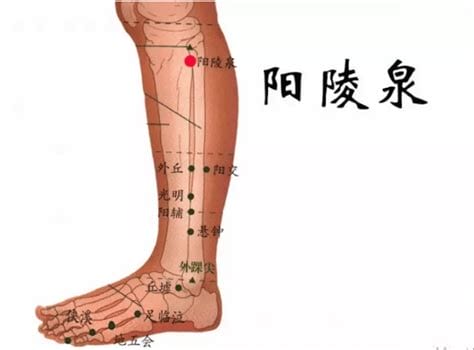 阳陵泉的准确位置图作用,悬钟的定