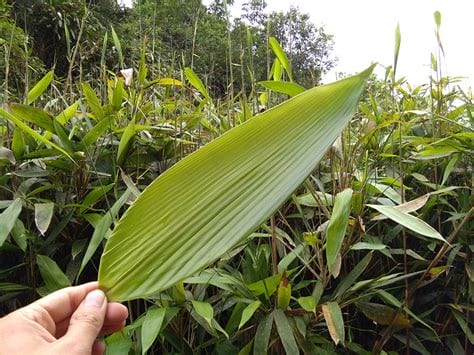 粽子叶是什么植物的叶子