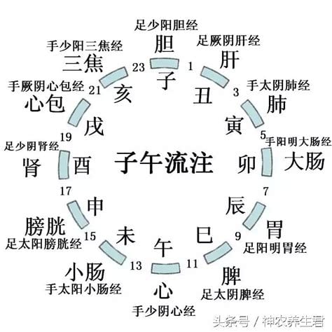 十二经脉循行图（高清）经络养生图片