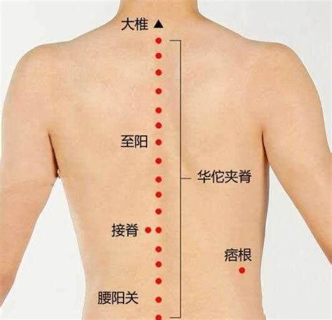 腰阳关的准确位置视频,腰阳关怎么找容易,腰阳关在命门下几寸