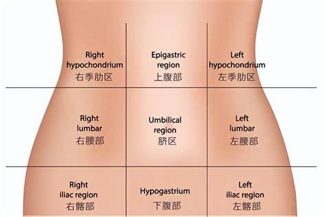 胃脘的准确位置图,胃疼按脚的哪个