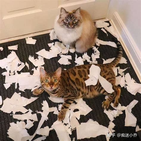 猫咪恨主人的十种表现