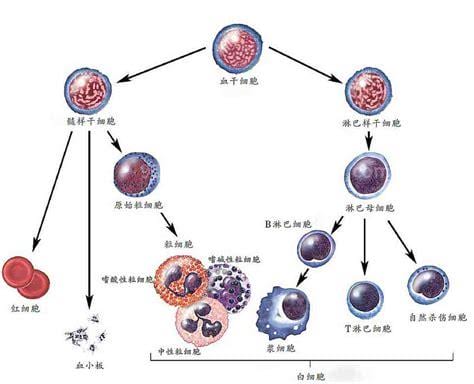 人体细胞分类及作用有哪些