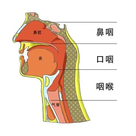 咽部异物的原因及处理方法有哪些？