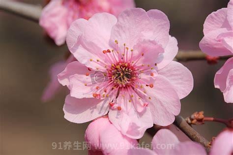 春天是一个“尝试”的季节，茼蒿的7种家常做法