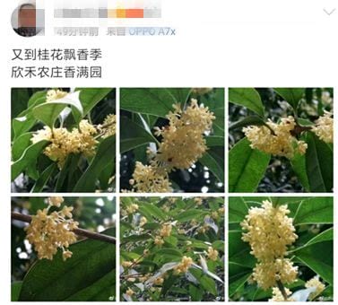 三种人坚决不能吃桂花，造成血糖升高/加重肠胃负担