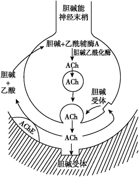 乙酰甲胆碱的功效和质量 是什么？乙