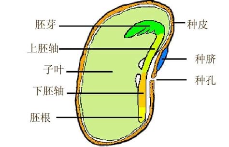 胚根的作用(胚根的作用与功效)