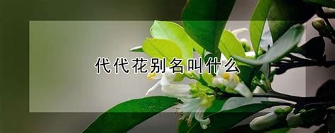 什么叫代代花_代代花