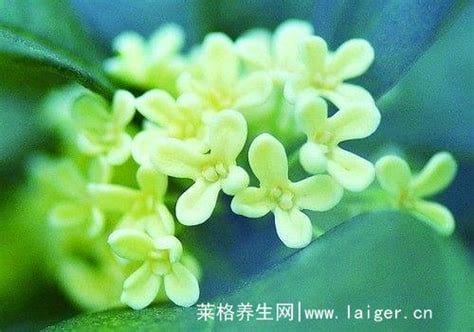 桂花副作用吓人及不良反应，桂花泡水喝竟有6个害处(9大禁忌)