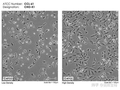 CHO细胞是什么预苗是科兴或是智飞，
