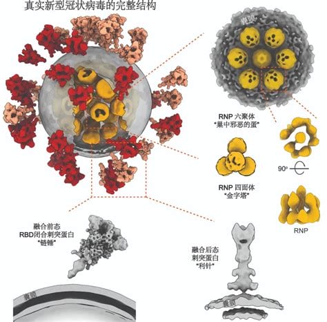 新冠灭活病毒好还是腺病毒好，安全性和有效性对比(都很好)