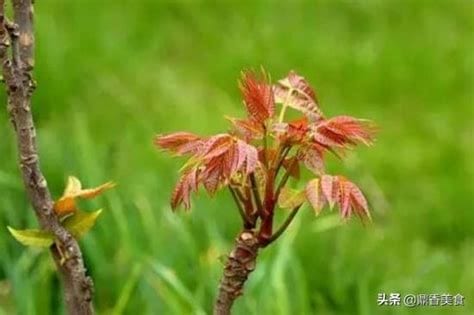 香椿芽三种人不适合吃会中毒了，孕妈妈/肾炎/过敏性体质绝对不能吃