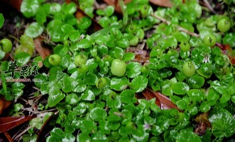 铜锤草的功效与作用铜锤草可以生吃吗