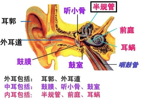 半规管的作用(耳朵里面半规管的作用)