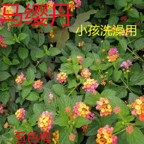 中草药材五色花的功效(中草药五色花的功效与作用)