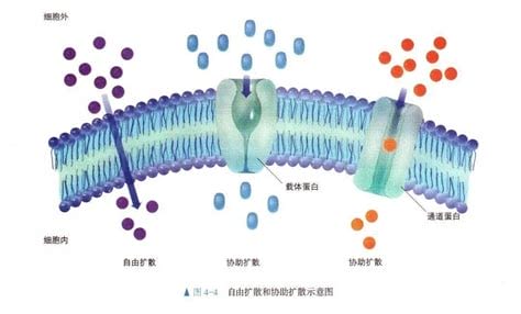 载体蛋白作用基本原理(载体蛋白的