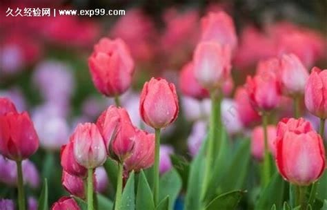 郁金香花绝对不能乱送，花卉也有害会