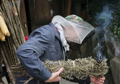 疫情防控期间熏艾草带来的好处，除菌