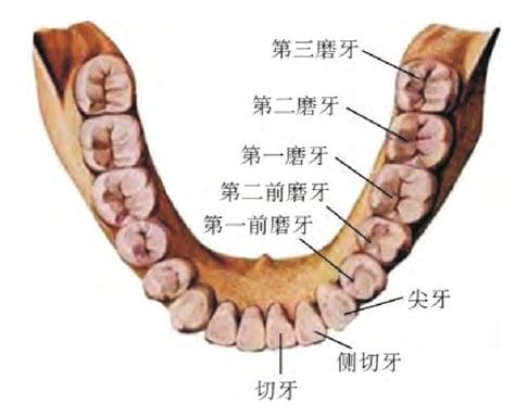 上牙代表爸爸妈妈下齿代表子女准吗