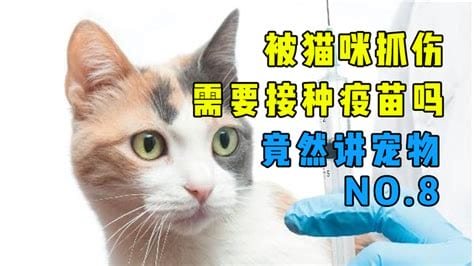 为何很多人被猫抓不接种疫苗，其实大