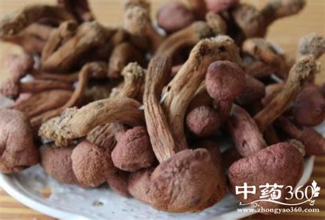 肉蘑的营养价值与功效(肉蘑菇的功