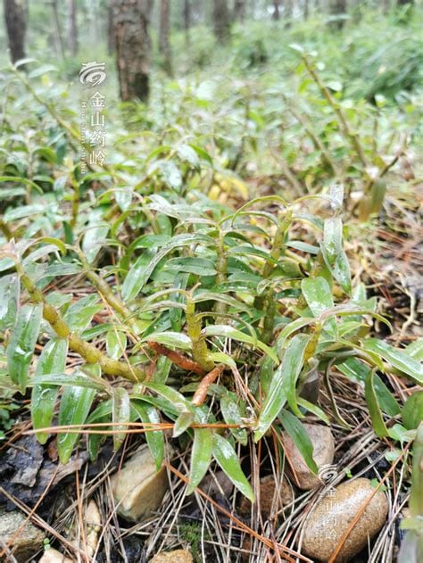 中国十大霍山铁皮石斛原产地 汇总全国最好的10大霍山铁皮石斛