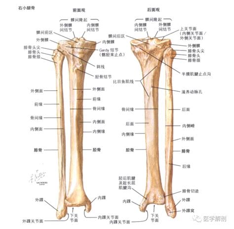 腓骨头和腓骨小头区别(腓骨小头的作用)