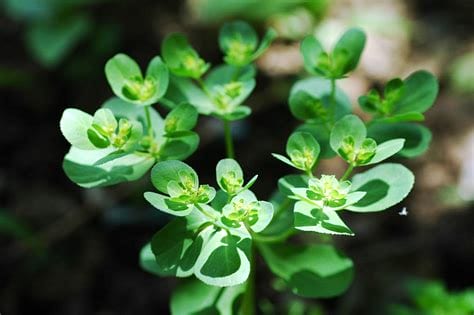 马虎眼草有哪些作用(马虎眼草的作用)