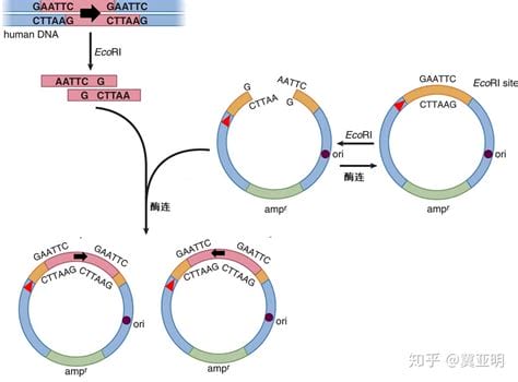 引物的作用是什么(引物的作用)