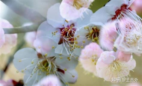 绿梅花的作用和功效与作用(绿梅花