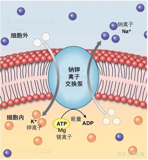 钙镁离子是什么钙镁离子对人体有害吗