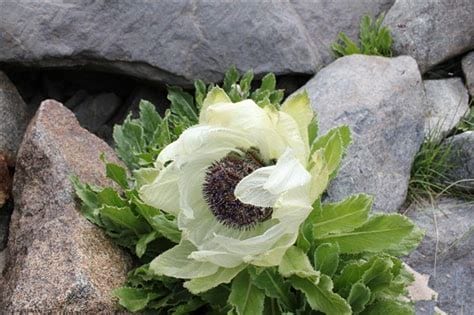 天山雪莲菌的功效与作用及吃法(天山雪莲菌的营养成分)