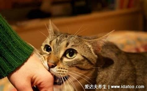 为什么好多人被猫抓不打疫苗，可能猫