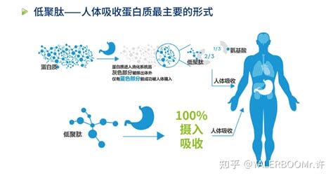 低聚活性多肽的作用(低聚肽的健康