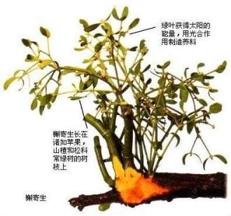 懈寄生的作用和功效(生存的功效与