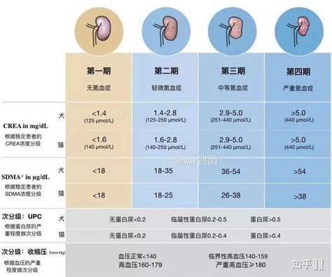 慢性肾衰竭的分期标准是什么