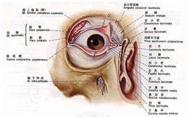 结膜囊在眼睛什么位置