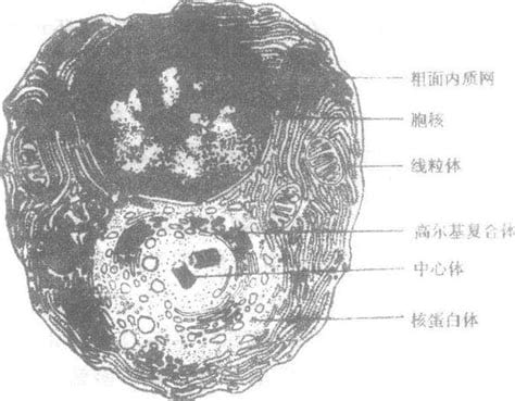 浆细胞是什么细胞