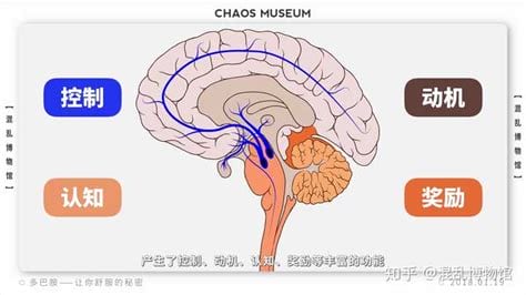 多巴胺的功效是什么